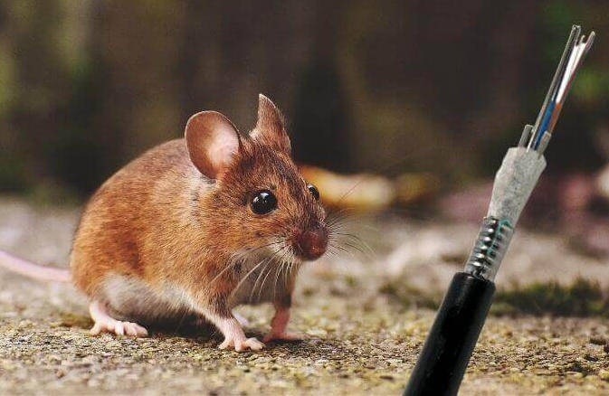 Anti-Rodent Fiber Optic Cable