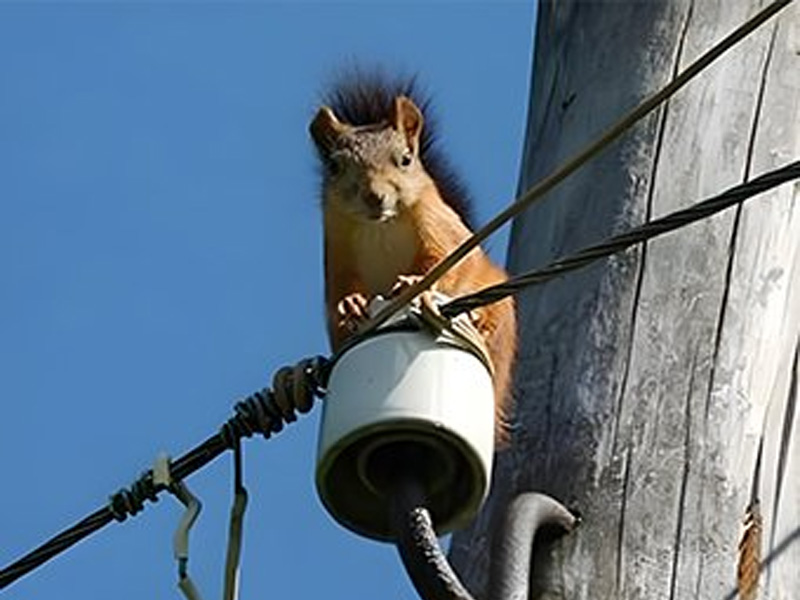 Anti-Rodent Fiber Optic Cable